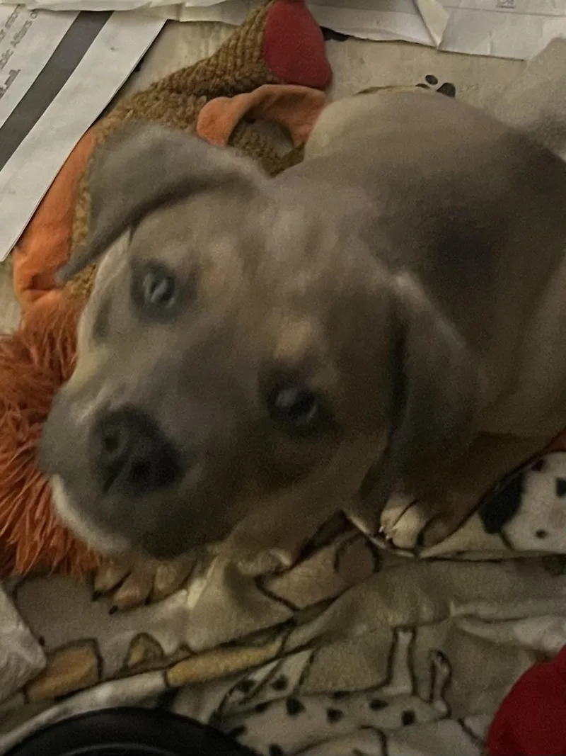 Labcoon Hound Puppies thumbnail 3