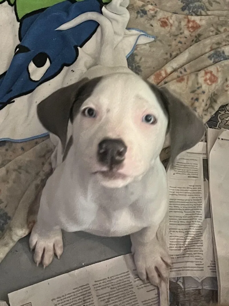 Labcoon Hound Puppies thumbnail 4