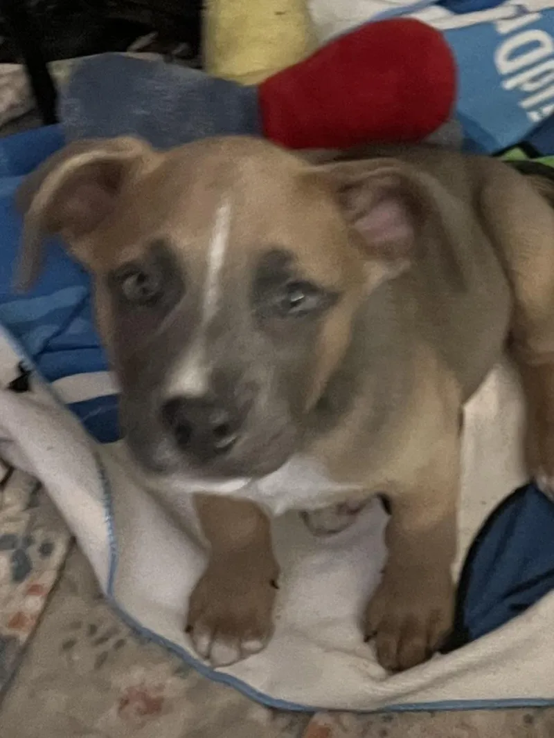 A baby medium-sized female Bicolor Labrador Retriever dog named Labcoon Hound Puppies for adoption in Tonopah, AZ