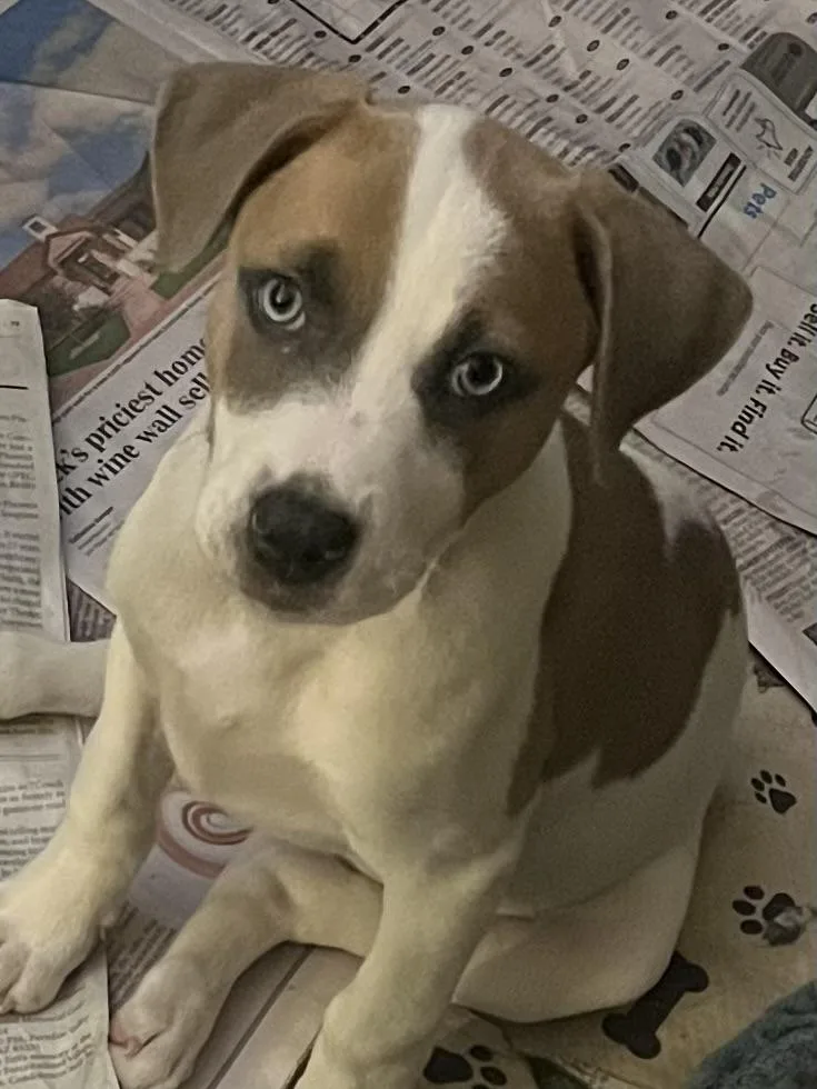 Labcoon Hound Puppies thumbnail 5