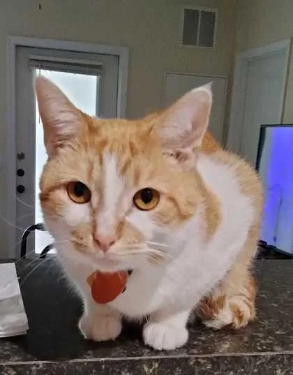 A baby medium-sized male Domestic Short Hair cat named Galileo for adoption in Savannah, GA