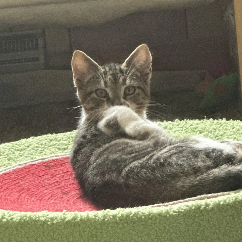 A baby small-sized male Black & White / Tuxedo Domestic Short Hair cat named Philly for adoption in Pittsburgh, PA