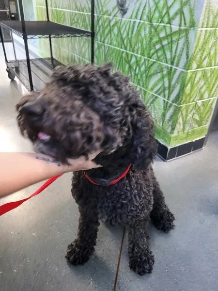 An adult large-sized female Standard Poodle dog named Pen for adoption in Lawrenceville, GA