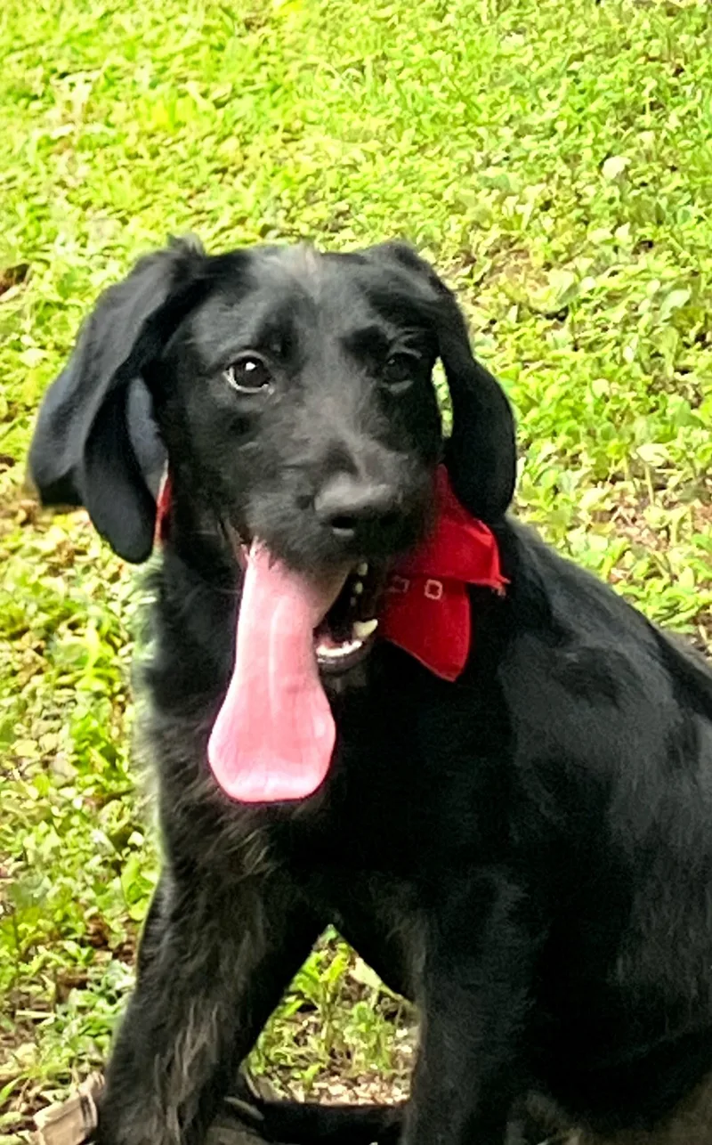 A baby medium-sized male Black Labrador Retriever dog named Finnegan for adoption in Willington, CT