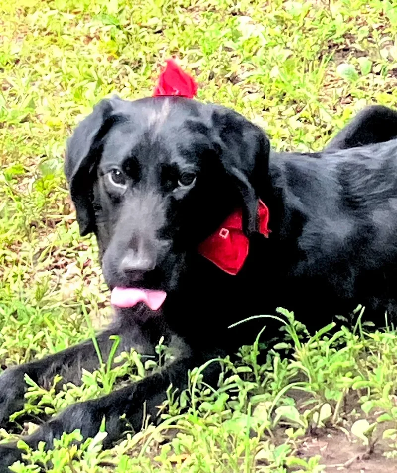 Finnegan thumbnail 4