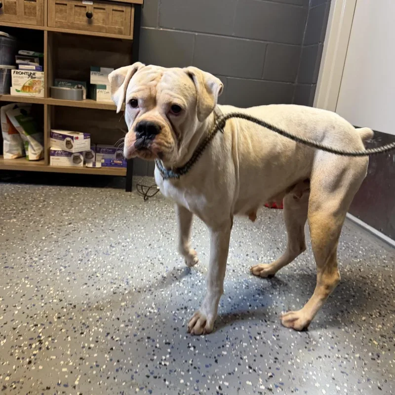 An adult medium-sized female White / Cream Boxer dog named TUSCStray for adoption in Tuscaloosa, AL