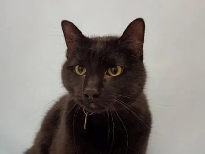 An adult small-sized male Domestic Short Hair cat named Luca for adoption in Woodbury, MN
