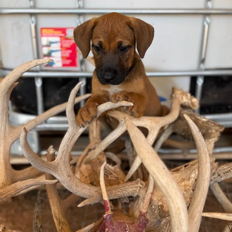 A baby medium-sized male Mixed Breed dog named Geb for adoption in Pearsall, TX