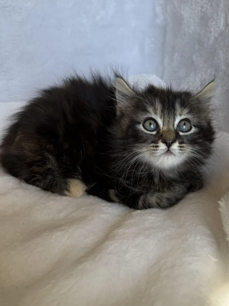 A baby medium-sized female Black Domestic Long Hair cat named Blair for adoption in Wayne, NJ