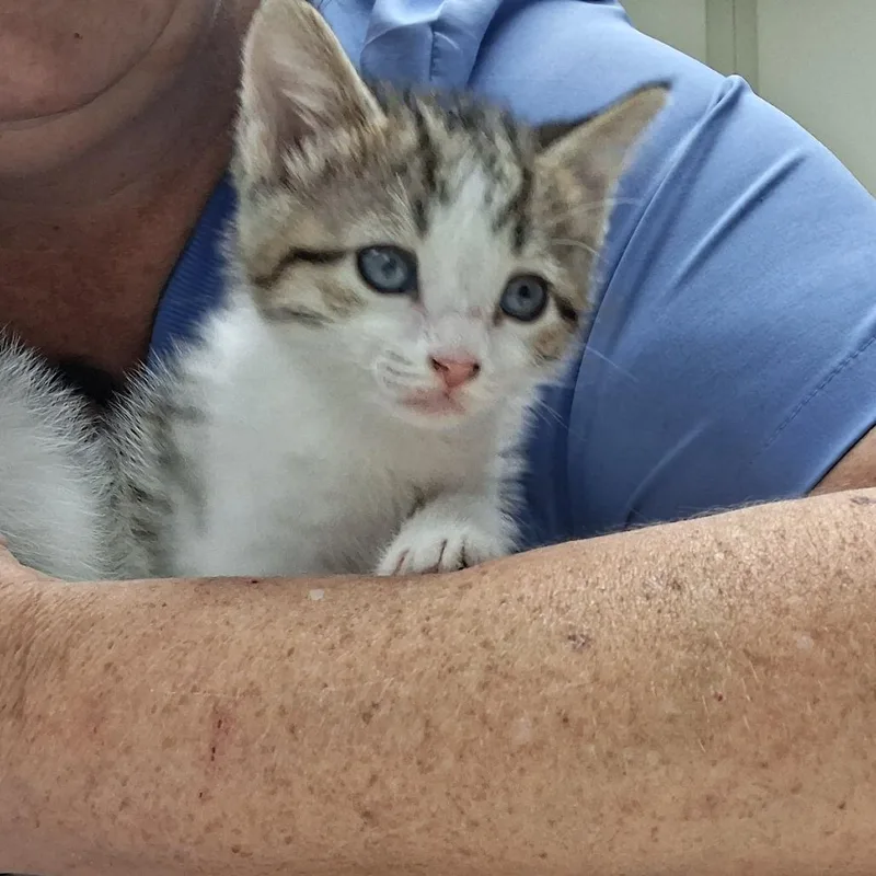 A baby small-sized male Brown / Chocolate Domestic Short Hair cat named Sam for adoption in Fort Smith, AR