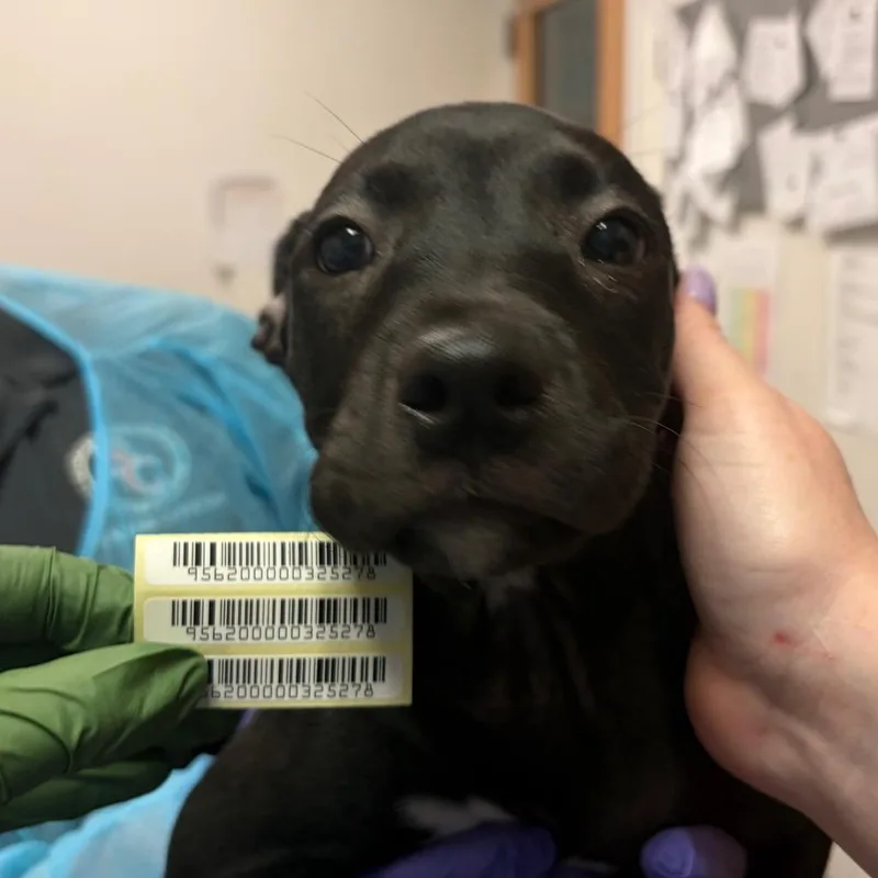 A baby small-sized female Black Mixed Breed dog named Galloway for adoption in Charleston, WV