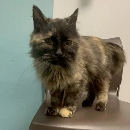 A young small-sized female Domestic Medium Hair cat named Mary for adoption in Janesville, WI