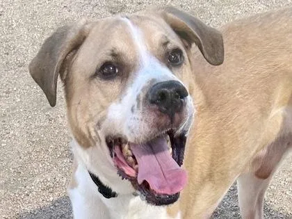 An adult large-sized male White / Cream Mixed Breed dog named Kurby for adoption in Georgetown, TX