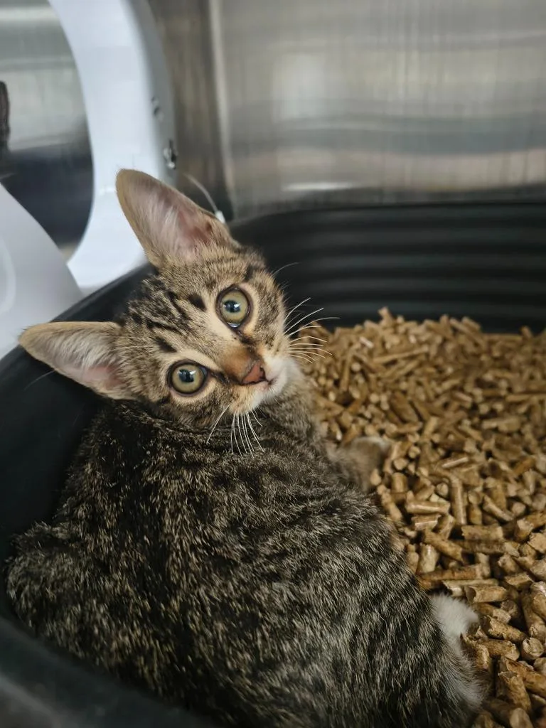 A baby medium-sized male Domestic Short Hair cat named Toad for adoption in Maryville, TN