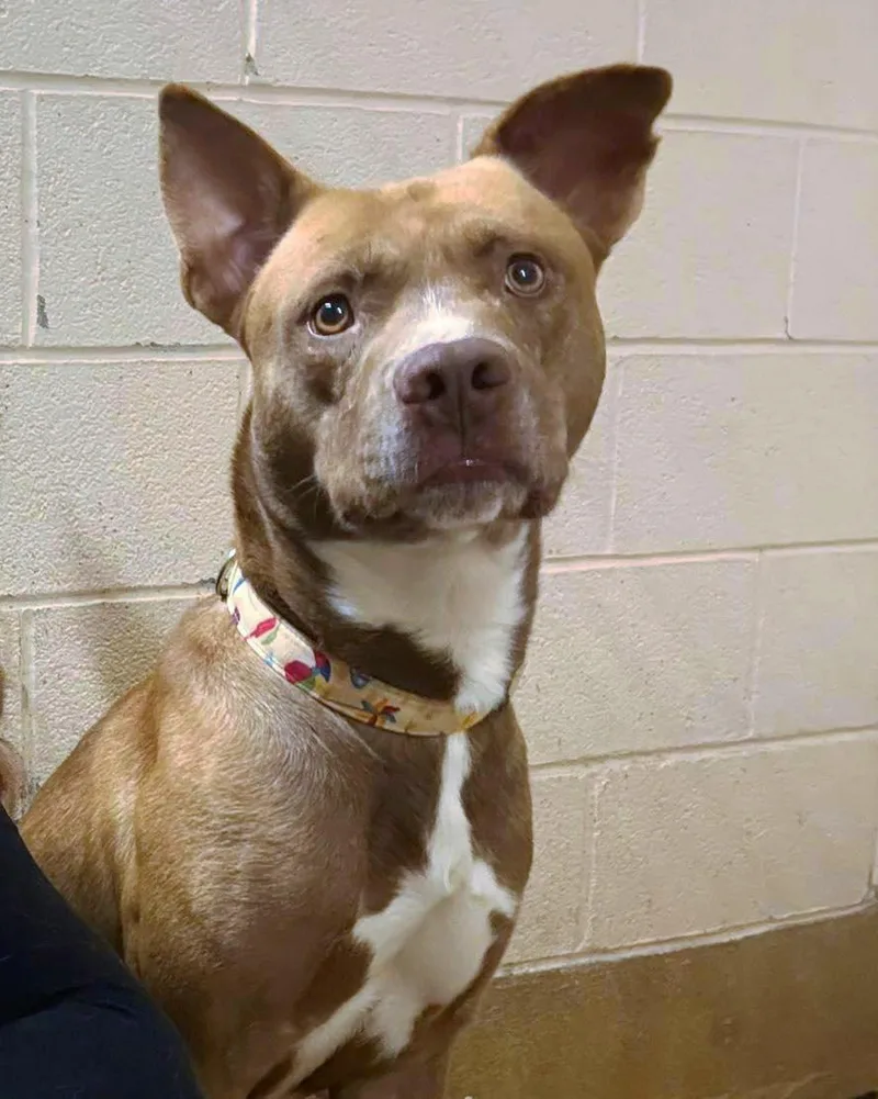 Glenn Powell thumbnail 2