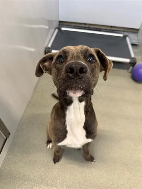 A young medium-sized male Pit Bull Terrier dog named Grogg for adoption in Fayetteville, NC