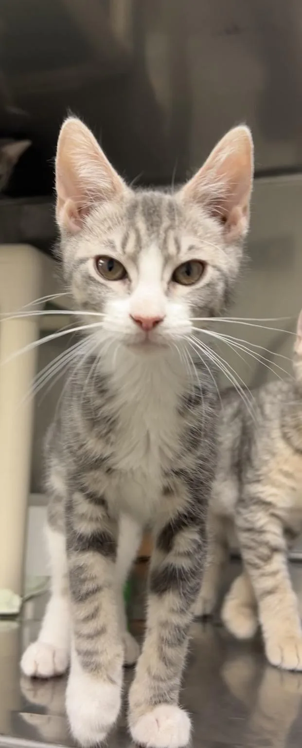 A baby medium-sized female Tabby (Gray / Blue / Silver) Domestic Short Hair cat named Band Saw for adoption in Montville, NJ