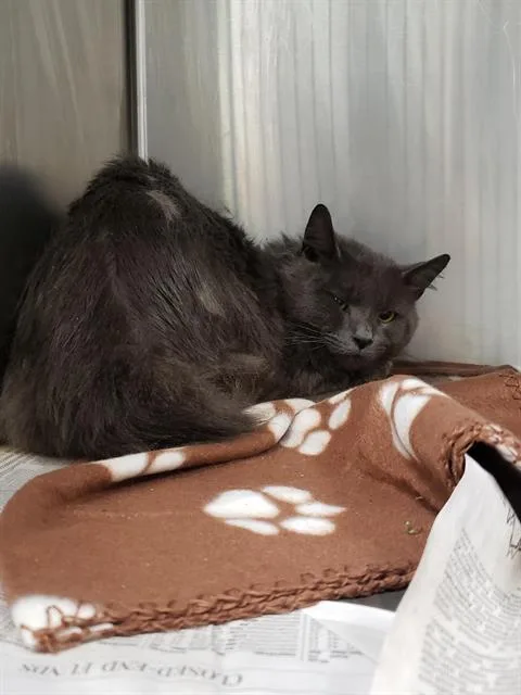 A young small-sized male Domestic Long Hair cat named A for adoption in Charlotte, NC