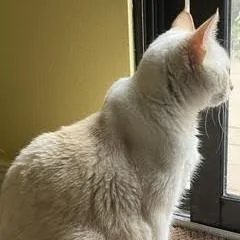Lilly Girl thumbnail 3