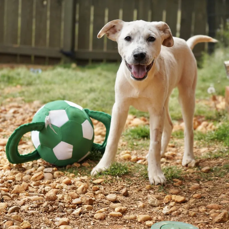 An adult medium-sized female White / Cream Cattle Dog dog named Atlanta for adoption in Huntsville, AL