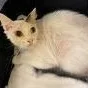 An adult medium-sized male White Domestic Short Hair cat named Yeti for adoption in St. Augustine, FL