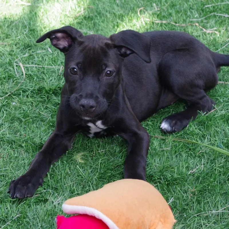 A baby small-sized female Brown / Chocolate Terrier dog named Puppy Trixie for adoption in Miami, FL
