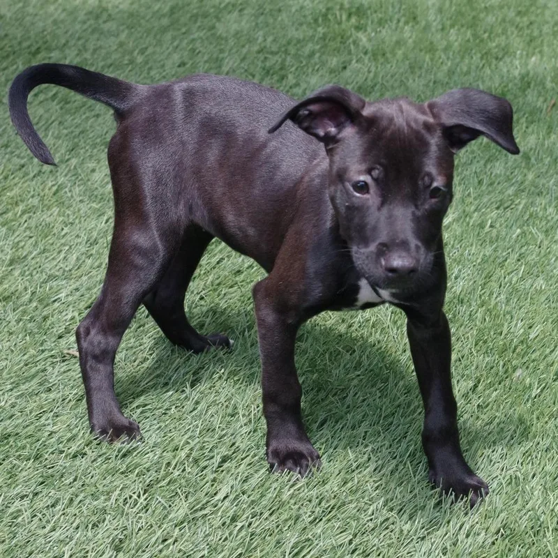 Puppy Trixie thumbnail 2