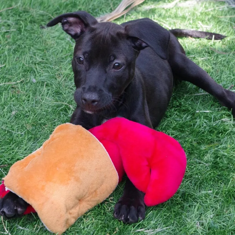 Puppy Trixie thumbnail 3
