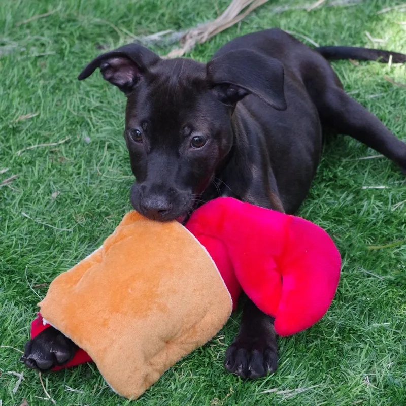 Puppy Trixie thumbnail 4
