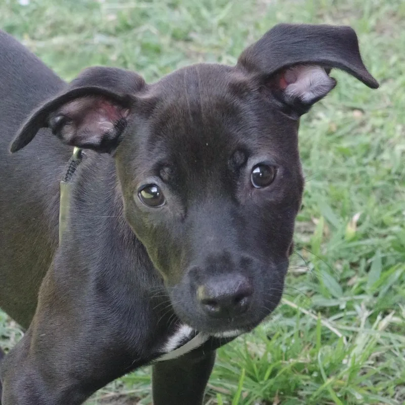 Puppy Trixie thumbnail 5