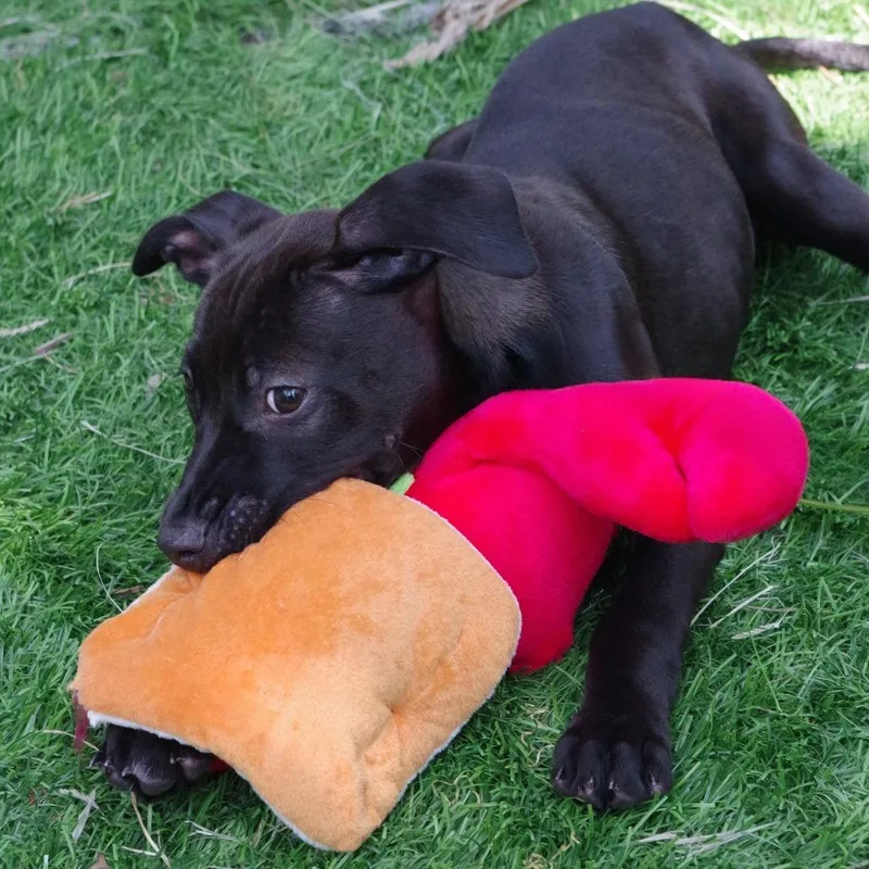 Puppy Trixie thumbnail 6