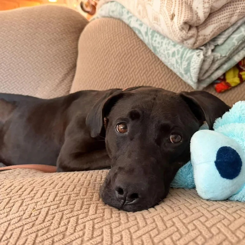 An adult medium-sized female Labrador Retriever dog named Orange Blossom for adoption in Wappingers Falls, NY