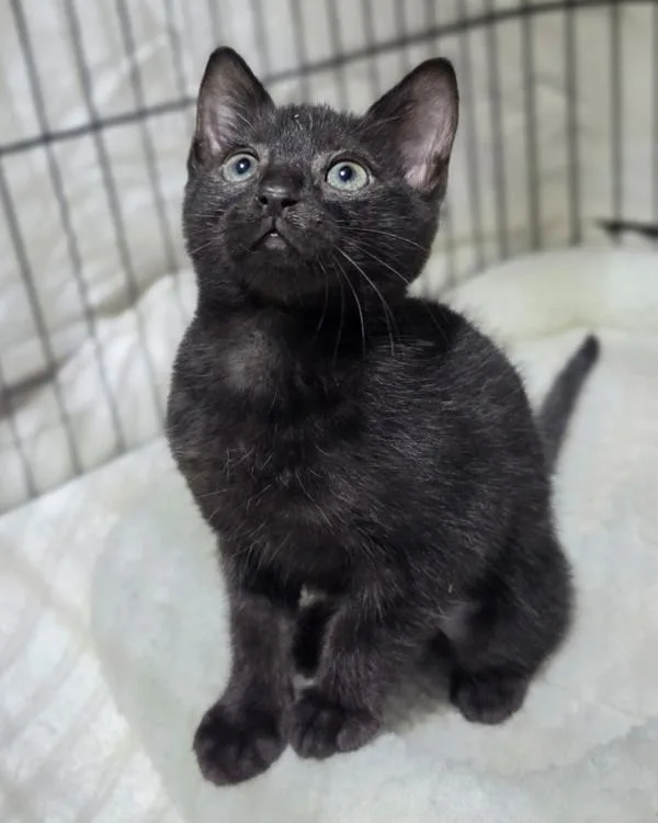 A baby small-sized female Domestic Short Hair cat named Priya for adoption in Novato, CA