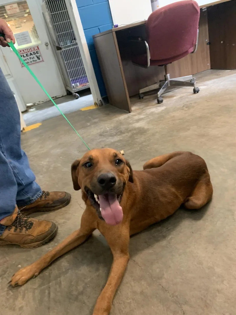 An adult medium-sized male Black Mouth Cur dog named Bacon for adoption in Ozark, AL