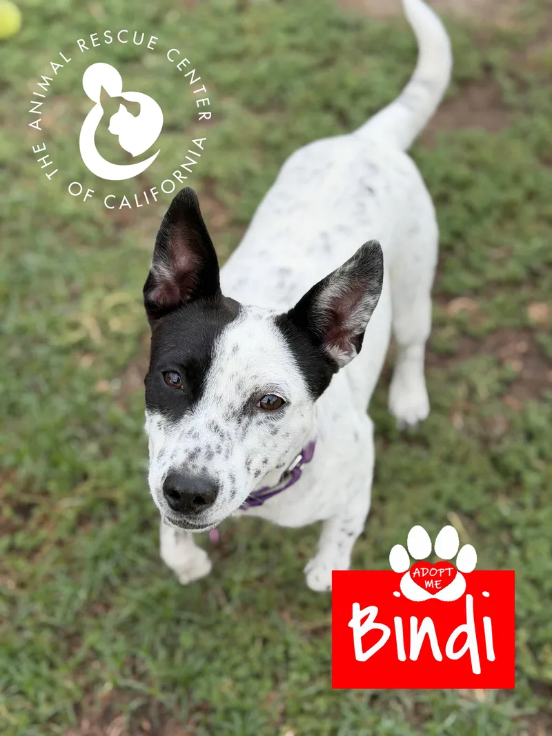 A young small-sized male White / Cream Australian Cattle Dog / Blue Heeler dog named Bindi for adoption in Coachella, CA