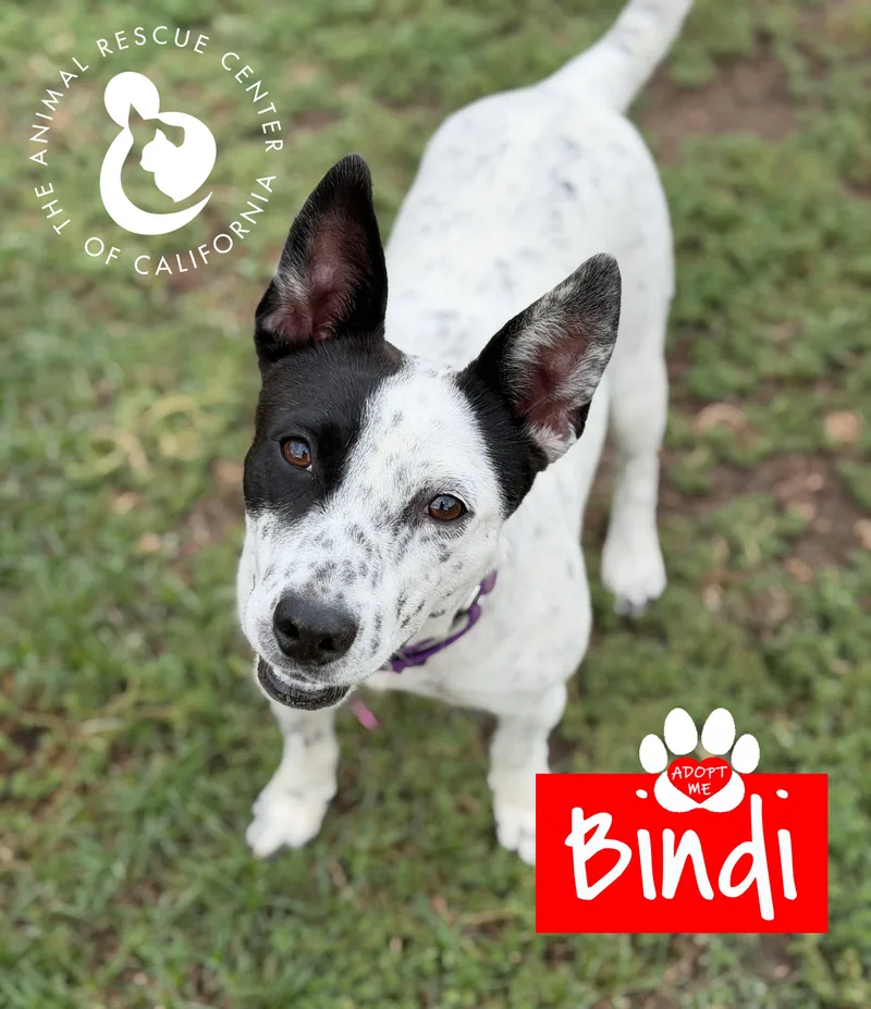 Bindi thumbnail 2