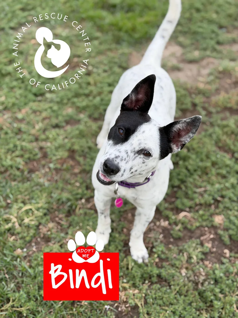 Bindi thumbnail 3