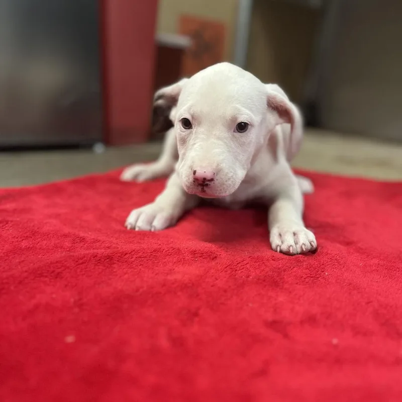 A baby small-sized female White / Cream Labrador Retriever dog named Tessa for adoption in Clanton, AL
