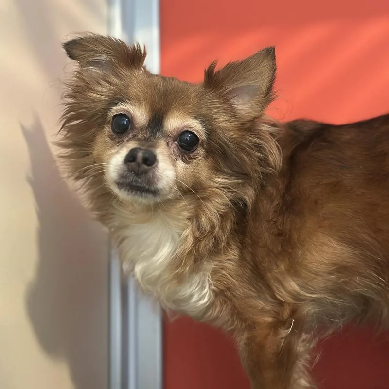 An adult small-sized female Mixed Breed dog named Teddie for adoption in San Francisco, CA