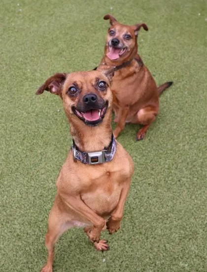 An adult small-sized female Mixed Breed dog named Penny Lane for adoption in Athens, GA