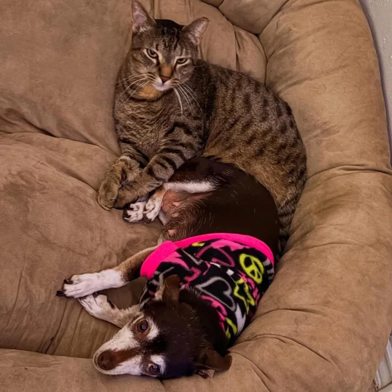 An adult small-sized female Brown / Chocolate Chihuahua dog named Shelby for adoption in Boerne, TX