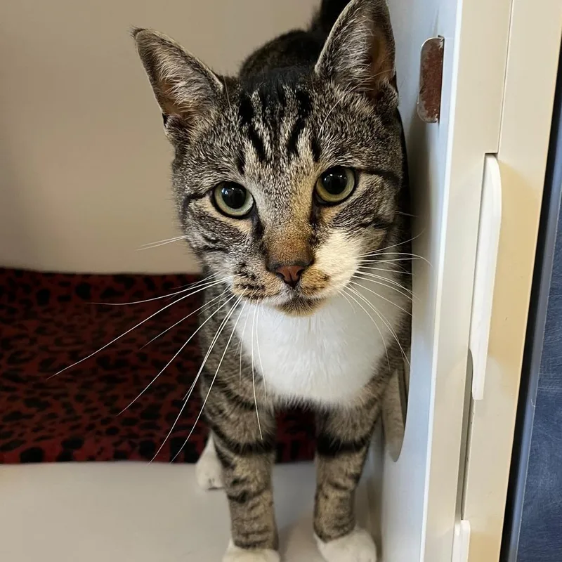 An adult large-sized male Brown / Chocolate Domestic Short Hair cat named Lancelot for adoption in New York, NY