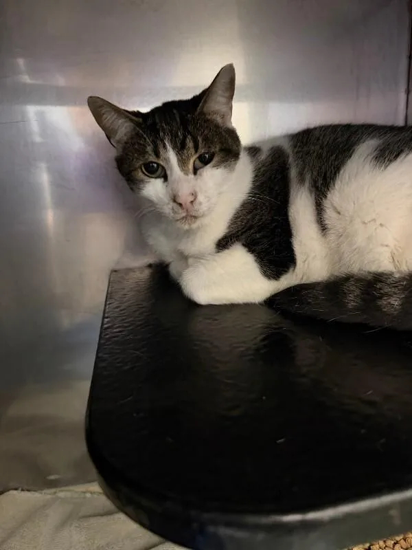 An adult medium-sized male Tabby (Gray / Blue / Silver) Domestic Short Hair cat named Felix for adoption in Burgaw, NC