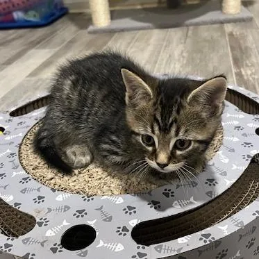 A baby small-sized male Brown / Chocolate Domestic Short Hair cat named Cooper for adoption in Springfield, IL