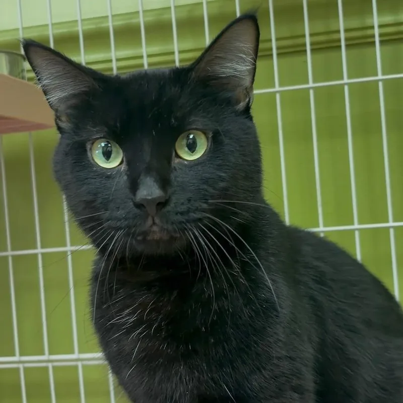 An adult large-sized male Black Domestic Short Hair cat named Midnight Sun for adoption in Normal, IL