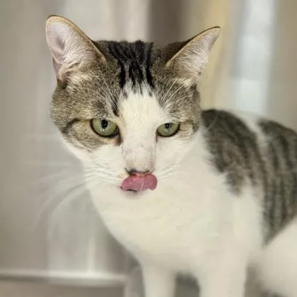 A young small-sized male White Domestic Short Hair cat named Green Lantern for adoption in Atlanta, GA
