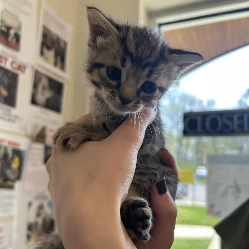 A baby small-sized female Buff / Tan / Fawn Domestic Short Hair cat named Laura for adoption in Chattanooga, TN