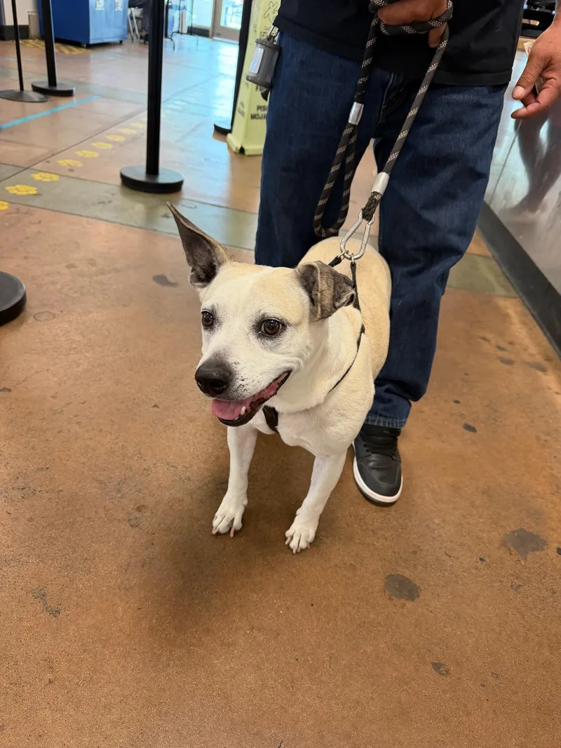 A young medium-sized male American Staffordshire Terrier dog named Fred for adoption in Van Nuys, CA