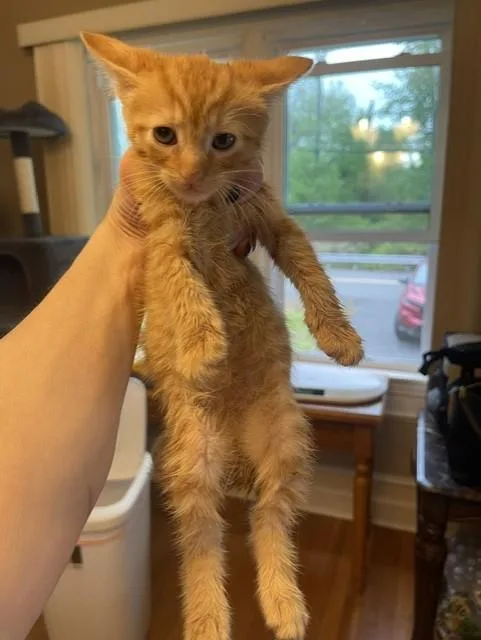 A young medium-sized male Tabby (Orange / Red) Domestic Short Hair cat named Mochi for adoption in Nutley, NJ