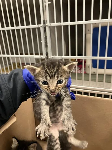 A baby small-sized female Domestic Short Hair cat named Beast Boy for adoption in Dallas, TX